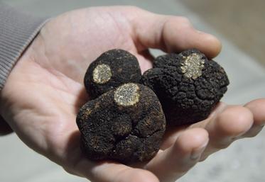 Les truffes seront à l'honneur ce dimanche à Jarnac.