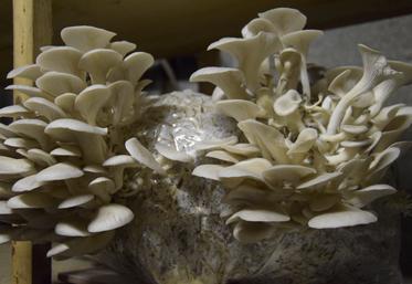 Les pleurotes sont des champignons très appréciés, vendus environ 16 euros le kilo.