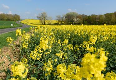 Pour 2023, l'Insee table sur des récoltes d'oléagineux/protéagineux en hausse de 5,8 % et 4,2 %.