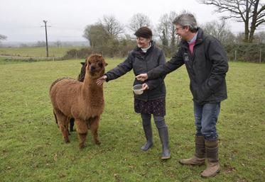 Gaynor et Jules Southern en compagnie de leurs compères alpagas.