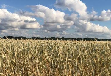 La présence de prairies permanente âgées permet de réduire de 19 % le nombre d'insectes ravageurs dans les parcelles.