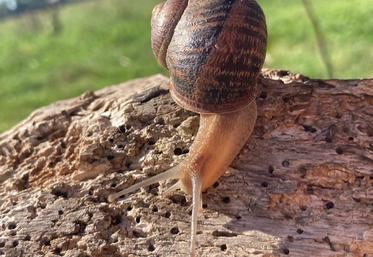 Les premiers escargots des Cagouilles du Maine sortent de leur coquille.