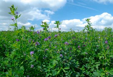 La luzerne permet de préserver le sol.