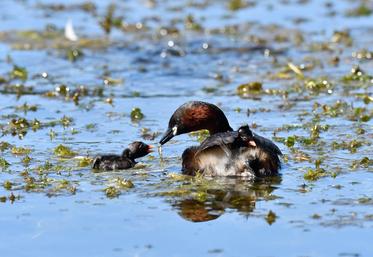 Une population de grèbe castagneux est observée sur la Touvre.