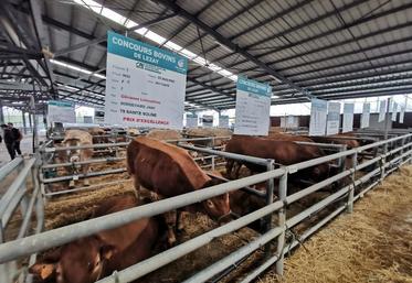 Le marché aux veaux et aux bestiaux de Lezay sera pour la 22 ème fois le théâtre des concours.