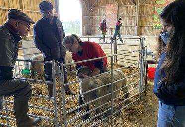 Emy Dillerin, élève à Venours, passe devant les juges Jean-Louis Cordeau et Jean-Yves Longeau pour l'épreuve "Apprécier la santé d'une brebis".