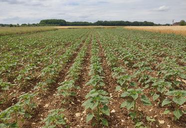 L'année 2023 a été l'occasion de découvrir la nouveauté de post-levée avec la solution Sunbright, utilisée uniquement avec des variétés de tournesol tolérantes à l'Imazamox.