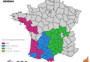 Carte des départements avec des cas cliniques confirmés de MHE, FCO-8 et FCO-4, au 1er février 2024.