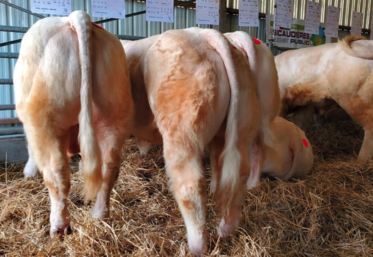 Les portes ouvertes sont le vendredi 1er mars de 14 h à 17 h, la vente le 8 mars dès 13 h 30, aux Sicaudières.