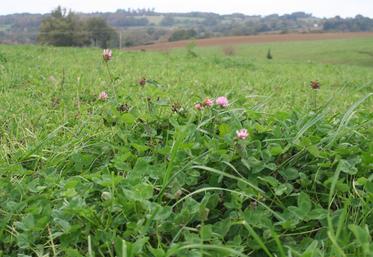 40 % des éleveurs estiment leurs stocks en fourrage supérieurs en 2023 à une année de référence. A contrario, 10 à 15 % des éleveurs estiment leurs stocks en foin et en enrubannage inférieurs.