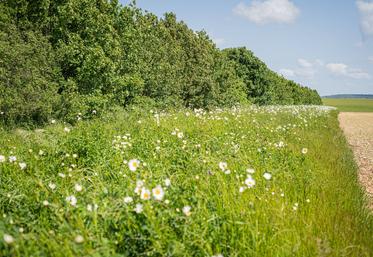 Bande fleurie du projet Taupe à St-Généroux (79)