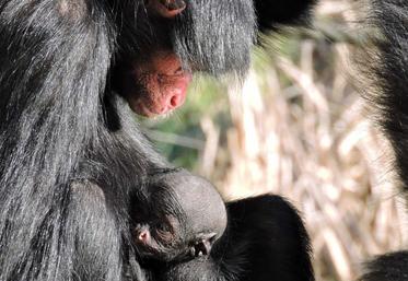 1er bébé 2024 : un Atèle à face rouge.