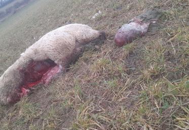 Une attaque sur un troupeau a des conséquences physiques sur les brebis, mais aussi des conséquences économiques.