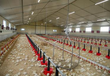 Bâtiment neuf de poulets de chair.