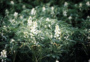 Lupin de printemps en fleur.