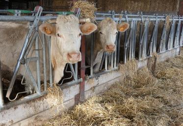 Entre 80 et 90 % des élevages de Deux-Sèvres Charente-Maritime estimaient disposer de stocks fourragers suffisants lors de l'enquête menée en décembre dernier.