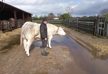 Maxime Goubon présentera sa génisse charolaise, Racaille, au concours de Tonnay-Boutonne.