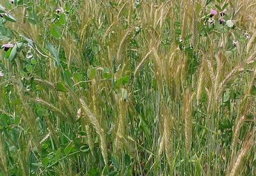 Le projet Iciba a étudié l'effet des associations céréales-légumineuses sur la régulation des pucerons et des cicadelles.
