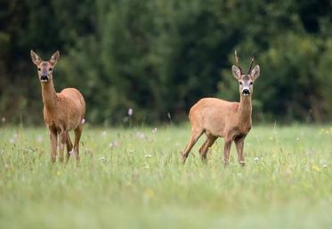 54 % des représentants à l'AG ont voté pour le tir à plomb du chevreuil et non plus à balle.