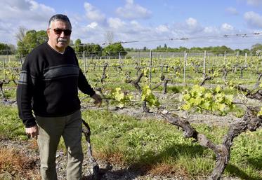 Dominique Pasquet dans les vignes à Triac-Lautrait.