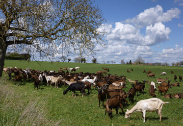 D'une infestation de larves à l'autre, 42 jours plus tard, les boucs ont renforcé leur résistance, à la différence des ovins.