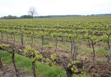Les températures négatives du début de semaine n'ont eu qu'un impact modéré et sur peu de parcelles de vignes.