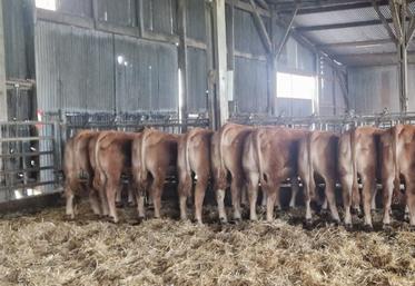 Présentation d'un lot de génisses d'un an de Yannick Debarre, sélectionneur Limousin à Nueil-les-Aubiers, lors de l'AG du Herd-Book Poitou-Charentes.