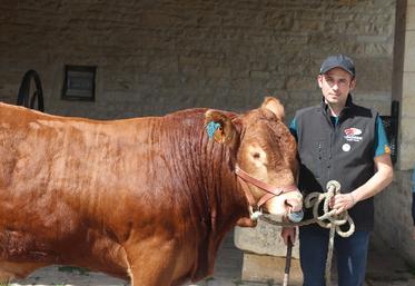 Guillaume Favre, éleveur chez Corali, aux côtés de Titan, taureau limousin homozygote sans corne.