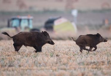 Le sanglier peut être chassé depuis le 1er avril sous conditions.