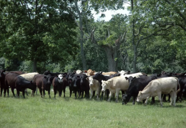 Huit États du sud des États-Unis sont touchés par la grippe aviaire, alors que les bovins sont considérés comme les mammifères les moins sensibles au virus.