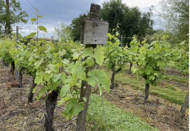 Le domaine de Thierry Arnault à Bouillé-Loretz,
dans le Thouarsais.