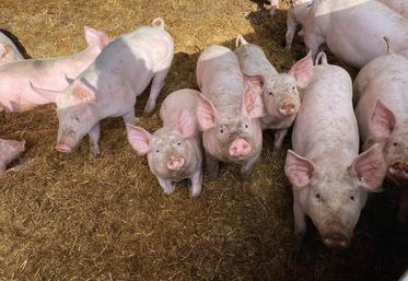 La coopérative a pour objectif de stabiliser les effectifs porcins en soutenant un projet d'installation pour chaque départ.