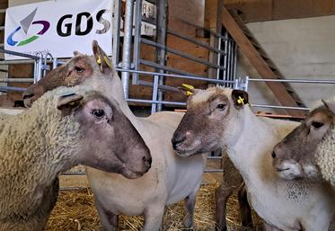 Il est recommandé de limiter au maximum le nombre d'élevages fournisseurs et de privilégier l'achat de jeunes animaux.