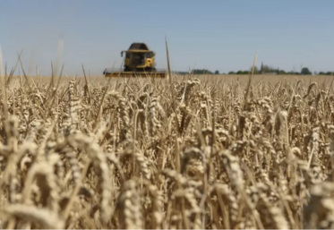 Le prix du blé pourrait tourner autour de 250 €/tonne
en septembre.