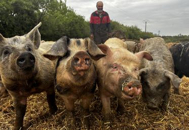 François Crouigneau élève ses porcs pendant un an sur des parcelles, à l'extérieur et assure que ses animaux sont plus résilients. 