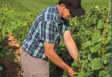 Un bon aménagement du palissage permet de réduire les efforts physiques lors des travaux de relevage.