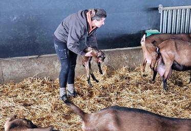 Le CIP, c'est aussi l'occasion d'assister à une mise-bas ! Une première pour les stagiaires MSA.
