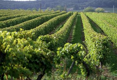 Les ventes de cognac accusent une baisse des ventes de -14% au dernier pointage.