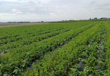 Les champs de courgettes ont été anéantis en quelques minutes au Domaine Chaillou, à Gémozac.