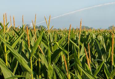L'étude de Terrena menée auprès de producteurs de semences porte sur des réserves de moins de 3 ha.