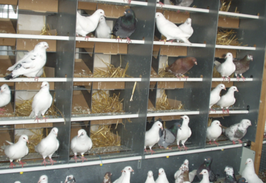 Atypique : les pigeonneaux sont couvés et nourris par leurs parents.