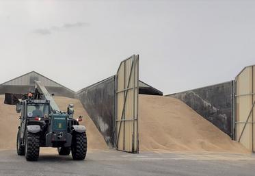 Le négoce Bellanné, centré à Thouars, prévoit une collecte d'été inférieure de 15 % à l'année dernière. Le beau temps annoncé à partir du dimanche 23 juin devrait permettre d'enfin commencer les moissons d'orge, et les colzas à leur suite.