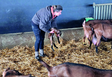 Le CIP, c'est aussi l'occasion d'assister à une mise bas ! Une première pour les stagiaires MSA.
