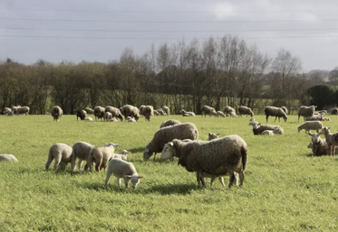 Entre un agneau issu d'un bélier d'index 110 et un autre d'index 90, l'Idele constate des croissances nettement supérieures, ce qui se traduit par un meilleur seuil sur coût alimentaire.