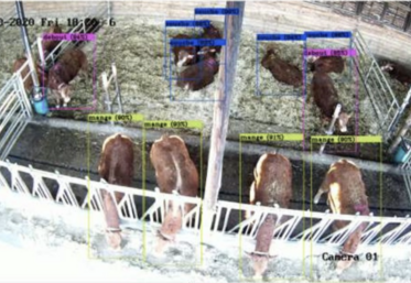 Des milliers d'images sont annotées par un technicien pour apprendre à l'ordinateur à reconnaître les postures et comportements des taurillons : c'est ce qu'on appelle le deep learning.