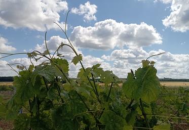 Rendez-vous, le 20 juin, au lycée de Le Renaudin, à Saint Germain de Lusignan pour parler innovation robotiques et numériques en viticulture.
