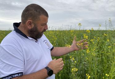 Yoann Germain, à Frontenay-Rohan-Rohan, a semé 5 ha de moutarde alimentaire bio, dans une parcelle semée aussi en féveroles, fénugrec, trèfle d'Alexandrie et lin de printemps.