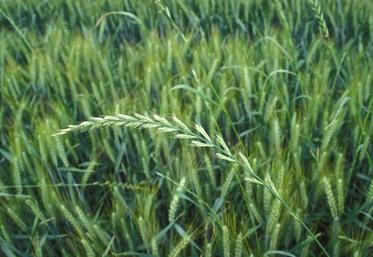 Ray-grass dans du blé tendre d'hiver.