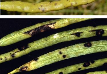 L'humidité a favorisé la propagation de maladies telles que Mycosphaerella brassicicola et Alternaria brassicae.