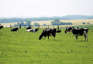 En moyenne, le fait d'être en bio entraîne une augmentation de 25 ares pâturés par vache laitière.